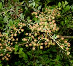 Image result for Lawsonia inermis