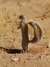 Prairie dogs and ground squirrels eat similar foods, so the loss of one squirrel means more grass for a prairie dog and her offspring. African Ground Squirrel Wikiwand