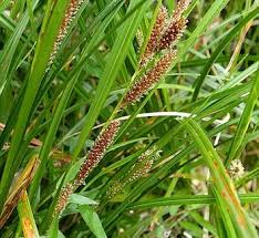 Image result for Cyperus tenuiculmis