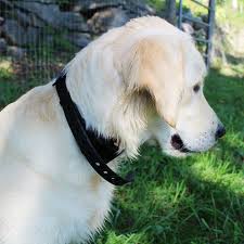 Suitable for different sized dogs (15lbs adorable hunter green dog collars and accessories green from www.pinterest.com. Wolfwill No Shock Dog Training Collar Review A Gentle Training Option