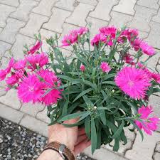 Jamur putih atau embun tepung berasal dari jamur yang bertahan hidup di tanaman mati, tetapi tumbuh subur dalam kondisi lembap. Tanaman Hias Tahan Panas Anyelir Bunga Pink Dianthus Suntory Pink Shopee Indonesia