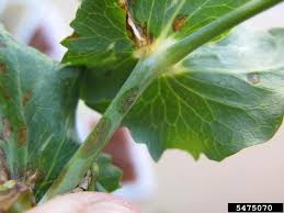 Image result for Pseudomonas syringae