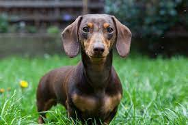 Miniature Dachshund Dogster