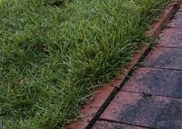 Zoysia is pleasant on the eyes and feet. Zoysia Grass Lawns
