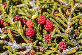 Image result for Podocarpaceae