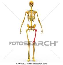 Working on the underlying muscle structure is very absorbing. Human Skeleton Anatomy Drawing K39660803 Fotosearch