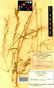 Image result for Loudetia simplex