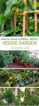 How To Create A Successful Vegetable Garden With Limited Space Container Gardening Vegetables Growing Vegetables Veggie Garden