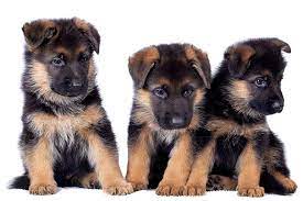 Discount99.us has been visited by 1m+ users in the past month German Shepherd Dog Dog Breed Information