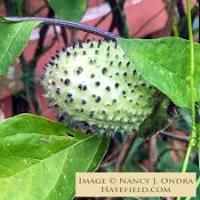 Image result for Datura metel