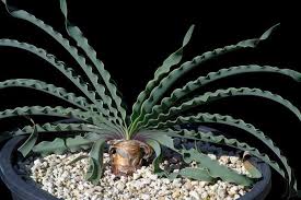 Image result for Boophone disticha