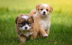 Buy pets online in india at best price from only4pets. 8 Best Small Dog Breeds In India Goodness Pet Food