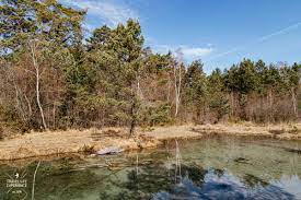 Wind, wave & weather forecast for mandichosee, germany, germany: Mandichosee Wandern Durch Den Augsburger Stadtwald