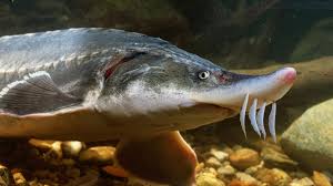 Le caviar kaluga est proche du. L Esturgeon Une Espece Menacee Wwf France