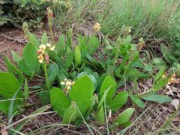 Image result for Eriosema