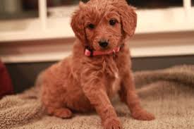 Meet ruby, a playful goldendoodle puppy who's ready to take on the world. Goldendoodle Breeder Ny Goldendoodle Puppies Ny Mini Sheepadoodle Puppies Doodles By River Valley Doodle Puppies River Valley Goldendoodles Puppy Breeder In Ny Near Pa Near Nyc