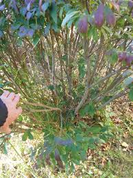 Winged euonymus gets 15 to 20 feet high if not pruned. How Do I Prune Burning Bush Shrubs For Greater Height 491106 Ask Extension