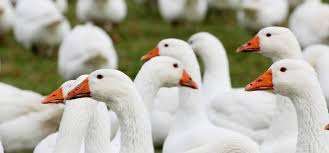 Alles zu laternen, bedeutung und sankt martin. Bedeutung Und Brauch Der Martinsgans Vivat Magazin