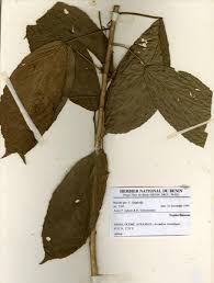 Image result for Maesobotrya