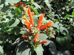 Image result for Dicliptera sericea