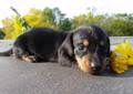Comes with a 1 year genetic health guarantee, vet checked. Dachshund Puppies Forsale Wisconsin