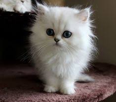 Chinchilla silver persian kittens may have emerald green. 25 Kittens Like Deja Moonblossom Chinchilla Nights Ideas Kittens Persian Cat Chinchilla