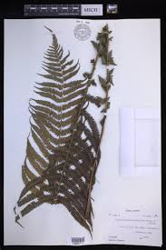 Image result for Pseudocyclosorus