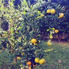 Szerezze be 10.000 másodperces (25 kép/s) mandarin orange tree with ripe című stockvideónkat. Yvonne Maffei On Instagram Backyard Orange Tree Houston Tx Everymorning Orange Tree Backyard Green Thumb
