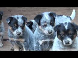 Feel free to text me. Where To Find Queensland Heeler Puppies For Sale Dogable