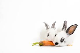 We did not find results for: Can Rabbits Eat Carrots We Re All About Pets