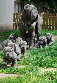 Napoleon is a little dog that lives in sydney. 9 Napoleon Mastiff Ideas Mastiffs Dogs Big Dogs