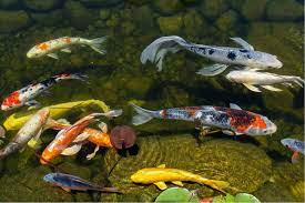 Koi are omnivorous in nature and can eat a variety of plants, insects, fish eggs, and algae. What S The Difference Between Koi And Goldfish 4 Factors To Consider For Your Pond Splash Supply Company