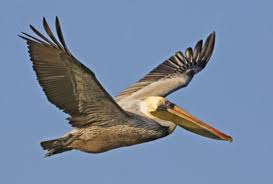 Male brown pelican in breeding plumage, sanibel island, florida, usa photographic print by charles sleicher. Good News For The Brown Pelican Audubon Florida