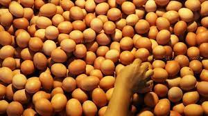 Selain telur ternyata daging ayam broiler juga mempunyai kandungan protein yang sangat tinggi untuk. Peneliti Temukan Telur Di Indonesia Terkontaminasi Dioksin Apa Bahayanya