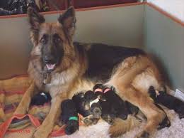 We are proud to be an akc breeder of merit. German Shepherd Puppies San Antonio Tx Petsidi