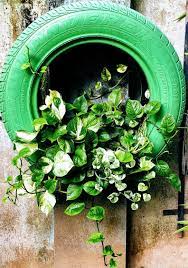 Money Plant In Our Car S Old Tyre Plants Plant Decor Money Plant Decor Ideas