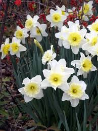 Use care not to damage the bulb. When To Prune Roses And Daffodils Hgtv