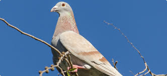 So far, tests on them for avian flu have shown negative. Pigeon Paramyxovirus Ppmv1 Agriculture And Food