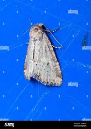 Image result for Photedes minima