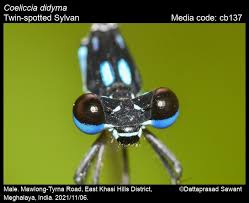 Image result for Seidelia