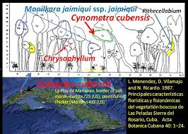 Image result for Lasiodiscus pervillei