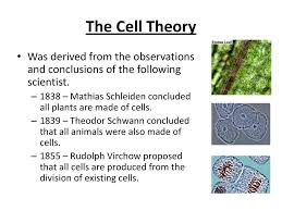 Cell theory and interesting facts. Section 1 Cell Discovery And Theory Ppt Download