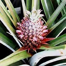 Weed management is an essential component in the prevention and insects and related pests of pineapple in hawaii. Example Of An Immature Pineapple Fruit Bearing Blossoms That Are Download Scientific Diagram