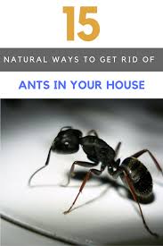 Use some lemon juice around your bedroom to provide a fresh and clean area. 15 Best Ways To Get Rid Of Ants In House Naturally