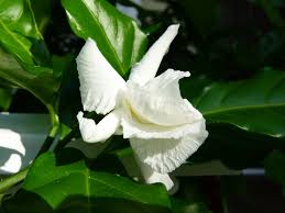 We did not find results for: Visit Key West Fantastic Flowers Of Key West
