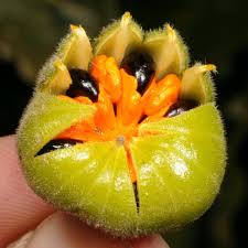 Image result for Turraea robusta