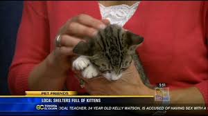 San diego county strategic plan. Cat Adoption Fees Reduced At Shelters Around San Diego Cbs8 Com