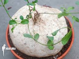 Image result for Raphionacme palustris