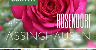 Wie Ein Ganz Normaler Ort Zum Rosendorf Wird Rosendorf Assinghausen Rosen Rose Rosenpfad Rosenfest Rosenv Reise Inspiration Reisen Ferien Mit Kindern