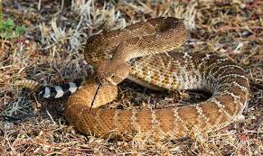 The corpus christi, texas, resident was rushed to the a texas man is recovering after he was bitten in the hand by a rattlesnake he had just photos from the incident show that his hand swelled up considerably and was covered in dark purple bruises. Are Rattlesnakes Bites Becoming More Dangerous Desertusa